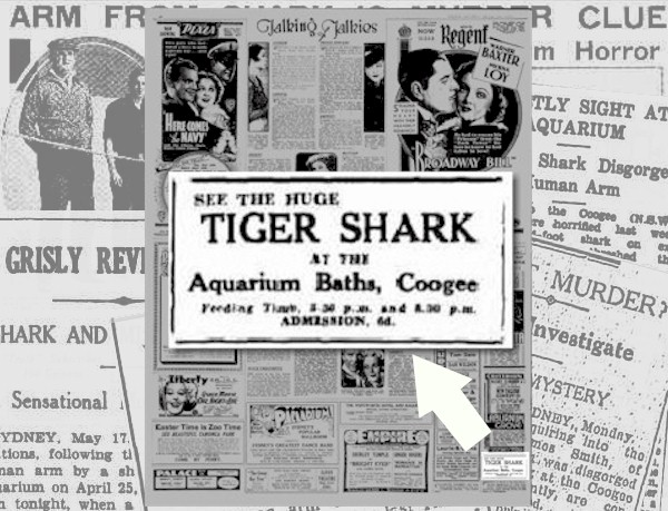 Tiger Shark Advertisement