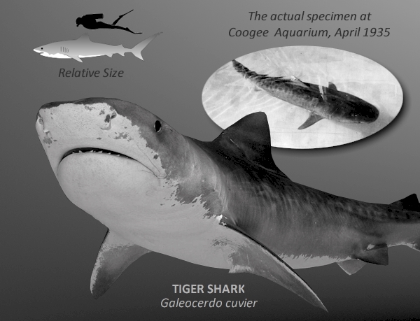 Tiger Shark Panel